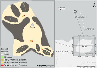 Assisted Natural Recovery: A Novel Approach to Enhance Diadema antillarum Recruitment 